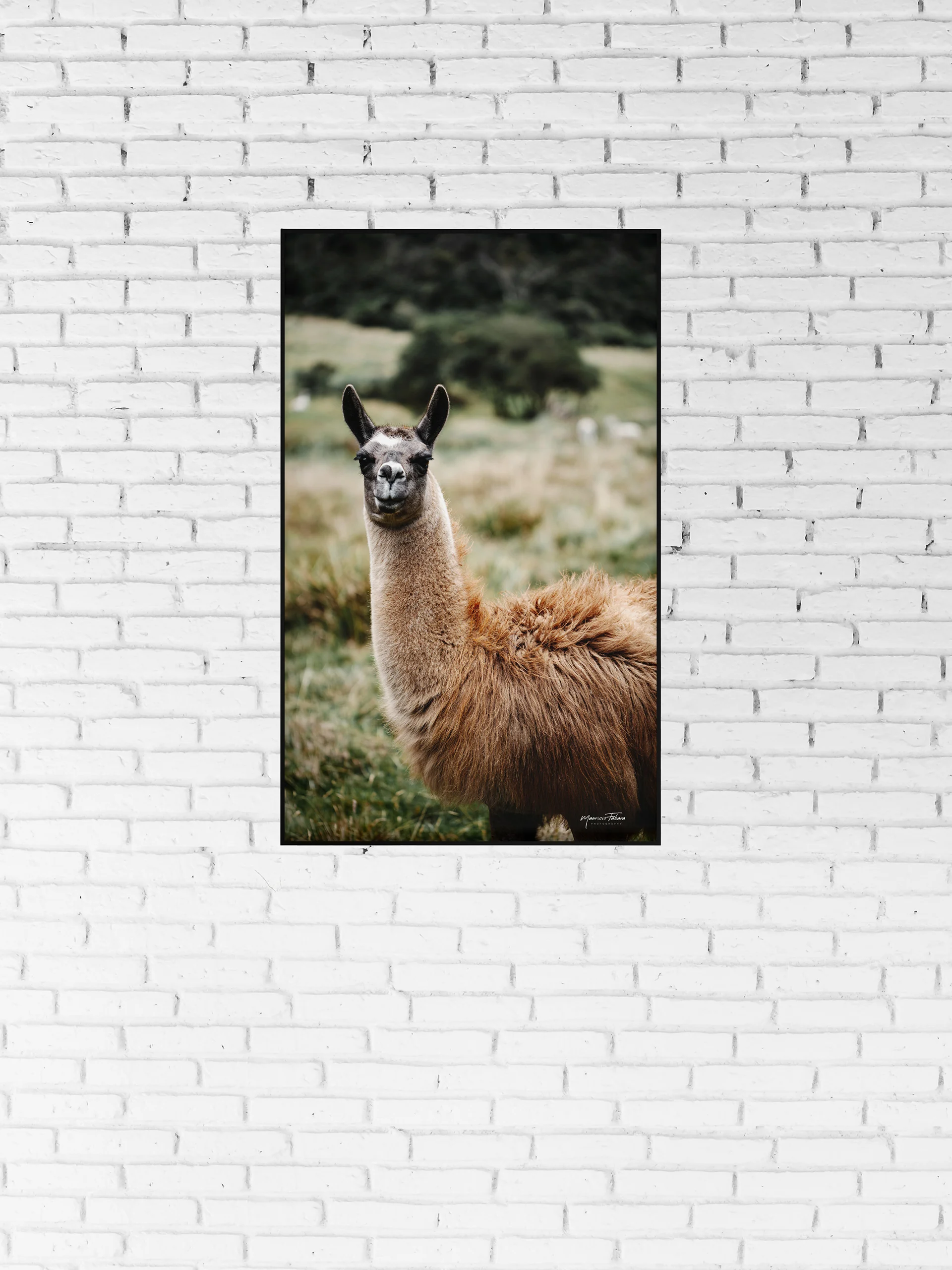 Alpaca en el Cajas